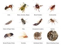 Pest Control Leichhardt image 1
